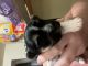 Morkie Puppies for sale in Southgate, MI 48195, USA. price: NA