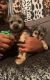 Morkie Puppies for sale in Madison, MS 39110, USA. price: $65,000