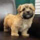 Morkie Puppies for sale in San Antonio, TX, USA. price: NA