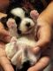 Morkie Puppies for sale in Los Angeles, CA, USA. price: $2,500