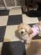 Morkie Puppies for sale in Naugatuck, CT 06770, USA. price: $1,000