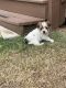 Morkie Puppies for sale in Fort Worth, TX, USA. price: $750