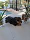 Morkie Puppies for sale in Naples, FL, USA. price: $2,900