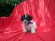 Morkie Puppies for sale in Hacienda Heights, CA, USA. price: $499