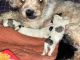 Morkie Puppies for sale in Newport, PA 17074, USA. price: $775