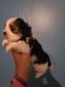 Morkie Puppies for sale in Greenville, SC, USA. price: NA