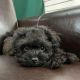 Morkie Puppies for sale in Rockingham, NC 28379, USA. price: NA