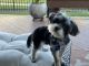 Morkie Puppies for sale in Windsor, CO 80550, USA. price: $1,500