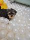 Morkie Puppies for sale in Naples, FL, USA. price: $2,350