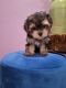 Morkie Puppies for sale in Naples, FL, USA. price: $2,550