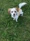 Morkie Puppies for sale in Rio, WI 53960, USA. price: NA