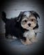 Morkie Puppies for sale in Summerville, SC, USA. price: NA