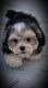 Morkie Puppies for sale in Summerville, SC, USA. price: NA