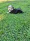 Morkie Puppies for sale in Summerville, SC, USA. price: $2,000