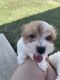 Morkie Puppies for sale in Fort Worth, TX, USA. price: $950