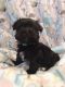 Morkie Puppies for sale in South Bend, IN, USA. price: $800