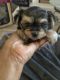 Morkie Puppies for sale in Richmond, VA, USA. price: $2,500