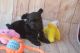 Morkie Puppies for sale in Richmond, VA, USA. price: $1,200