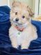 Morkie Puppies for sale in St. Louis, MO, USA. price: $500