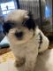 Morkie Puppies for sale in Newport, PA 17074, USA. price: $600