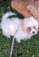 Morkie Puppies for sale in Boone, NC, USA. price: NA