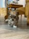Morkie Puppies for sale in Myrtle Beach-Conway-North Myrtle Beach, SC, SC, USA. price: NA