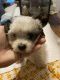 Morkie Puppies for sale in Newport, PA 17074, USA. price: $650