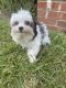 Morkie Puppies for sale in Havelock, NC, USA. price: NA