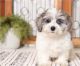 Morkie Puppies for sale in Columbus, OH, USA. price: NA