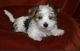 Morkie Puppies for sale in Houston, TX, USA. price: NA