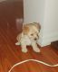 Morkie Puppies for sale in Apopka, FL, USA. price: $2,500