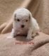 Morkie Puppies for sale in McCombs, KY 41501, USA. price: $550