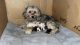 Morkie Puppies for sale in Fort Worth, TX, USA. price: NA