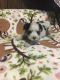 Morkie Puppies for sale in Rutland Township, SD, USA. price: $850