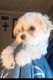 Morkie Puppies for sale in Memphis, TN 38127, USA. price: $1,500