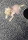 Morkie Puppies for sale in West Palm Beach, FL, USA. price: $1,000