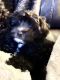 Morkie Puppies for sale in Colorado Springs, CO, USA. price: $1,100