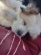 Morkie Puppies for sale in Edenton, NC 27932, USA. price: NA