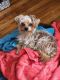 Morkie Puppies for sale in New Hyde Park, NY, USA. price: $1,500