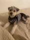 Morkie Puppies for sale in Fontana, CA, USA. price: $400