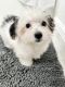 Morkie Puppies for sale in Wilton Manors, FL, USA. price: NA