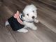 Morkie Puppies for sale in Rives Junction, MI 49277, USA. price: $1,400