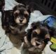 Morkie Puppies for sale in Woods Cross Rd, Virginia 23061, USA. price: NA