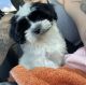 Morkie Puppies for sale in Safety Harbor, FL, USA. price: $1,500