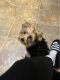 Morkie Puppies for sale in Riverside, RI 02915, USA. price: NA