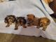 Morkie Puppies for sale in Moroni, UT 84646, USA. price: NA