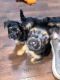 Morkie Puppies for sale in Perry, IA 50220, USA. price: $800
