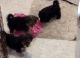 Morkie Puppies for sale in Keystone Heights, FL 32656, USA. price: $950