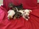Morkie Puppies for sale in Orange Park, FL 32073, USA. price: $2,000