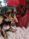 Morkie Puppies for sale in Medford, OR, USA. price: $1,200